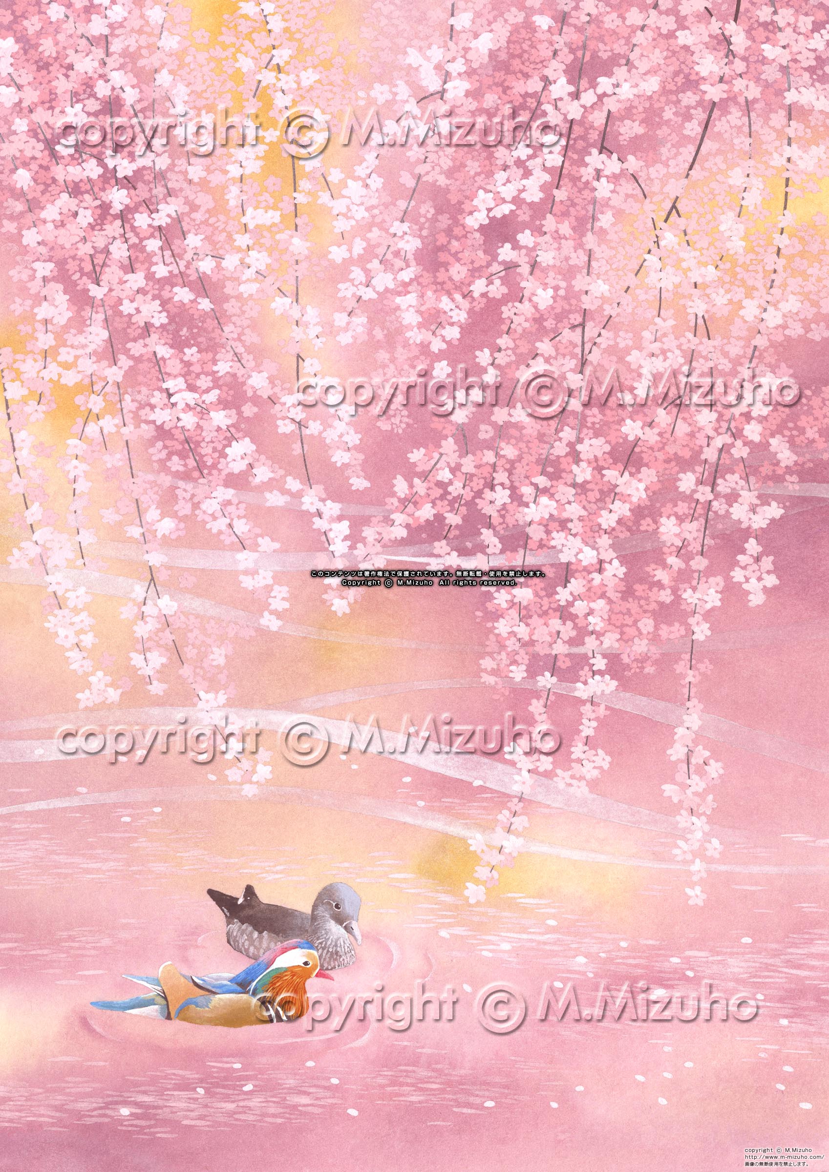 春風 オシドリの枝垂れ桜の桜の和風イラスト