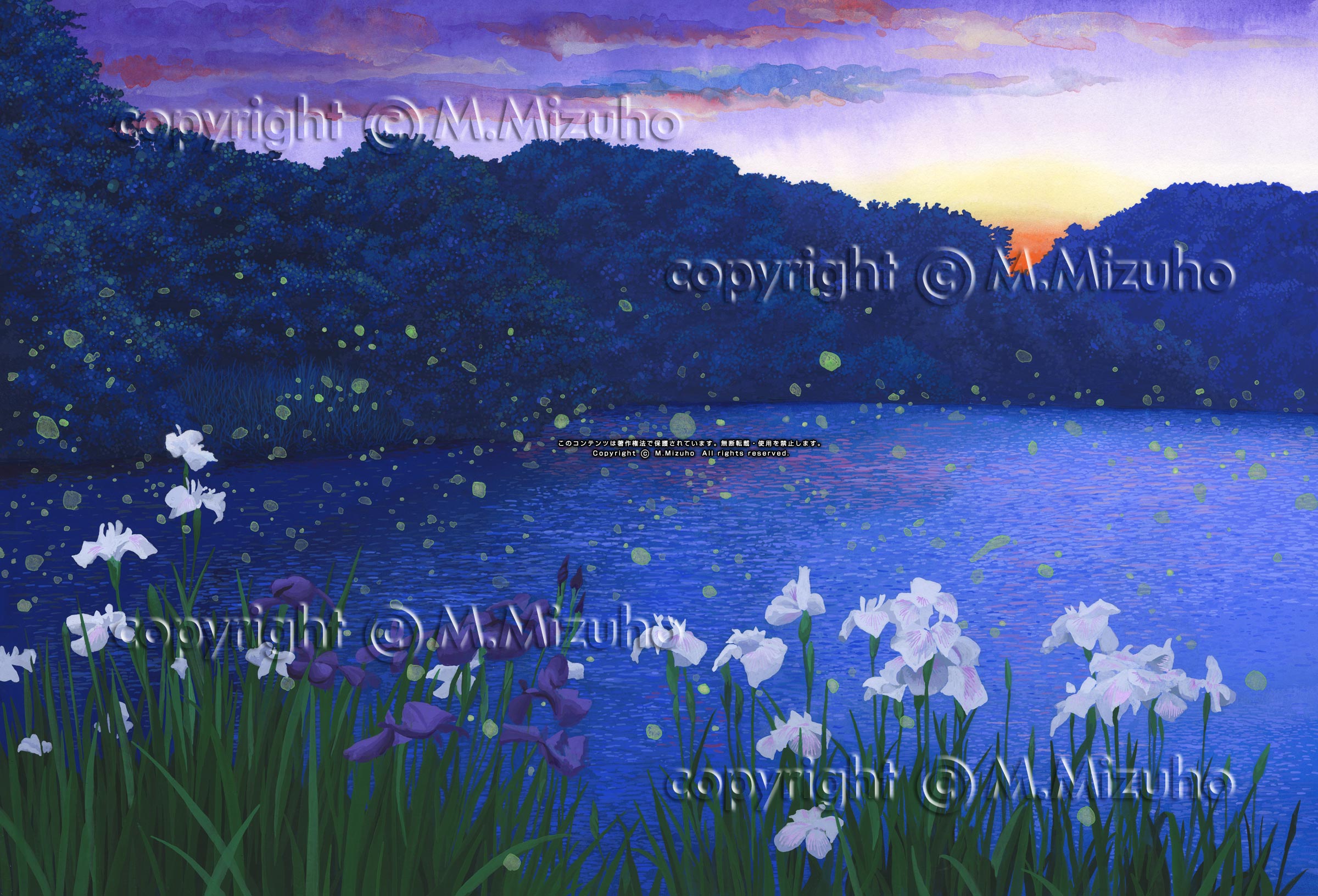 蛍の水辺 ゲンジボタルの夏の花菖蒲の自然イラスト
